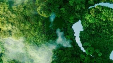 Bosque_circularidad