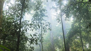 forest-sunlight-banner-1