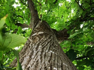 Sobre Prezero Arbol