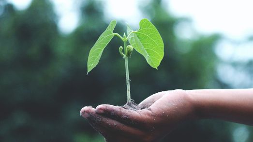 groeiend plantje in de hand