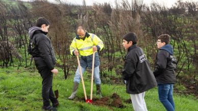 Plantação de árvores no Município de Gouveia