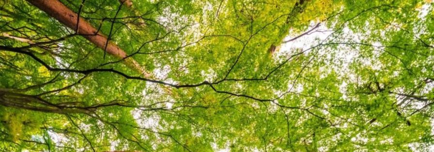 uma paisagem de grande árvores numa floresta, que representa a responsabilidade da PreZero Portugal