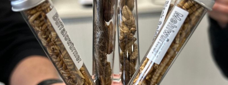 Black Soldier Fly larvae in a test tube
