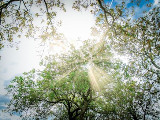 Bomen waar het zonlicht doorheen komt.