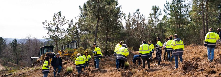 Plantação de árvores em Boticas - atividade realizada por colaboradores da PreZero Portugal juntamento com a ANP|WWF Portugal
