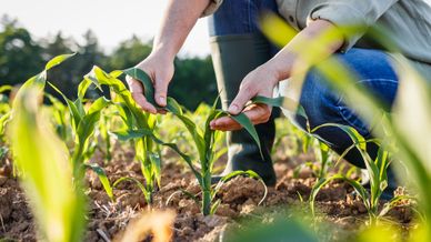 Landwirtschaft
