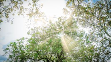 Bomen waar het zonlicht doorheen komt.