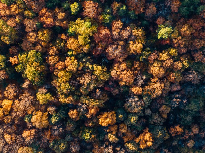 Herbstwald Vogelperspektive Baume