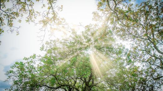 Bomen waar het zonlicht doorheen komt.