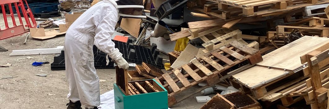 Des ruches vivantes dans une benne