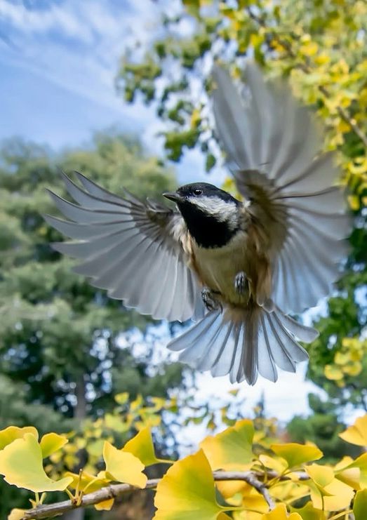 Pájaro El Retiro