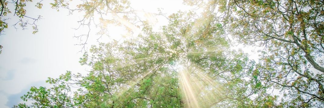 Bomen waar het zonlicht doorheen komt.