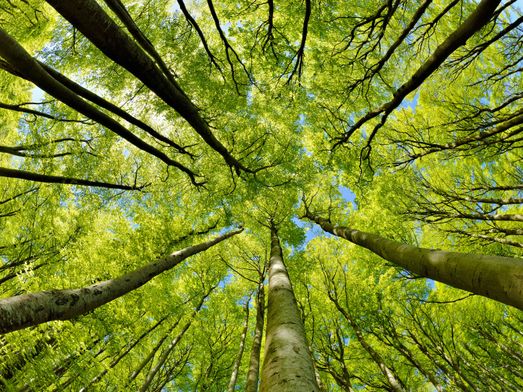 wald