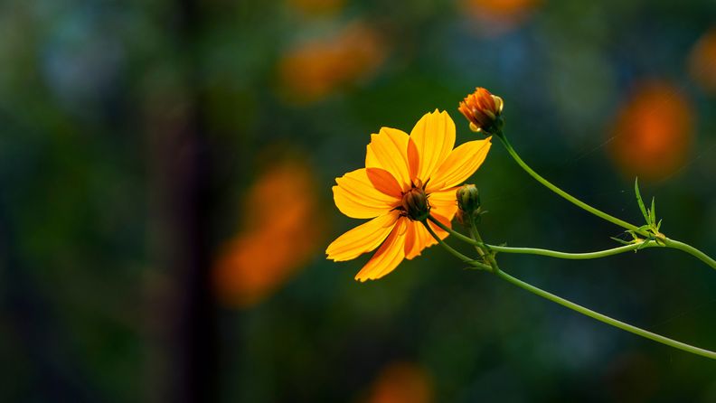 Närbild på en gul blomma