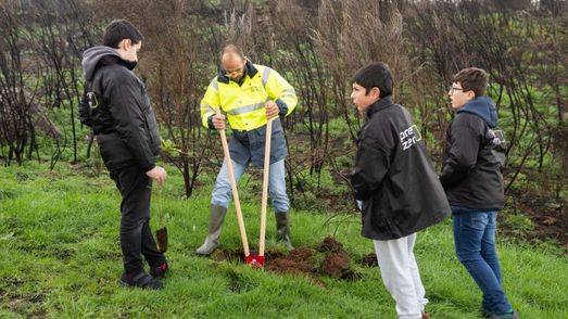 Plantação de árvores em Gouveia