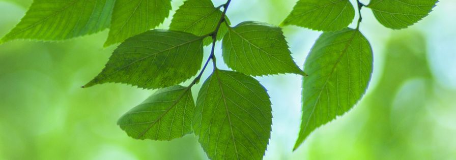 Gröna blad på kvist