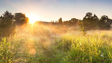 Grönskande landskap med soluppgång