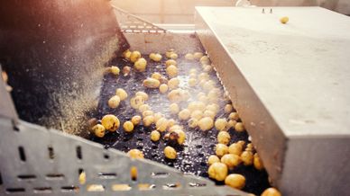 Kartoffeln waschen industriell