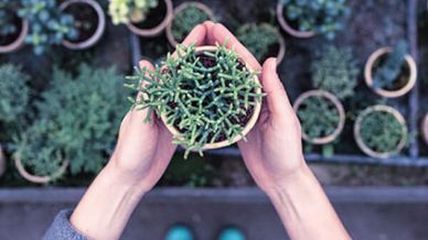 Pair of hands holding a little green plant in a pot, other plant in pot can be seen in the blurred background