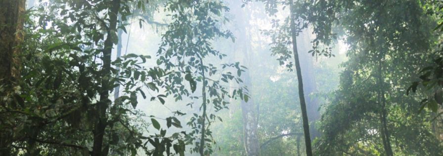 forest-sunlight-banner-1