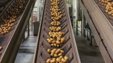Kartoffeln auf Förderband