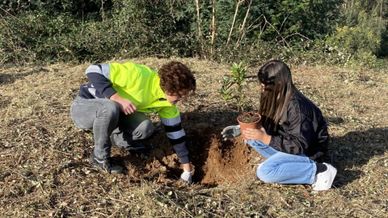 Plantação em Oliveira de Azeméis