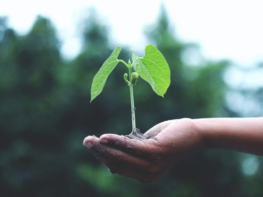 groeiend plantje in de hand