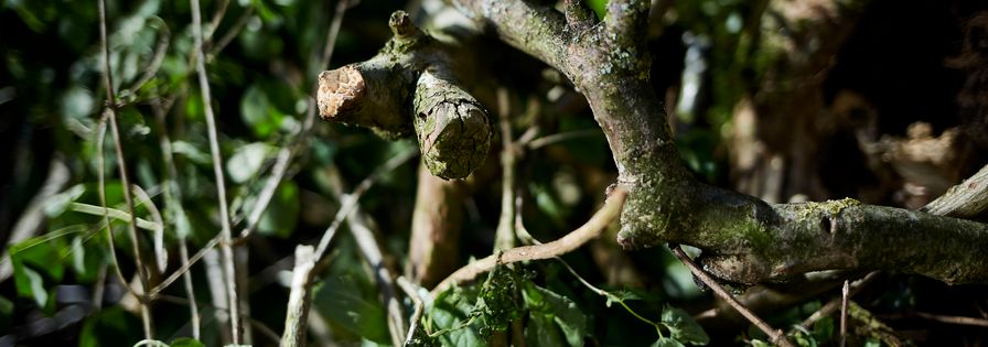 Branches and leaves
