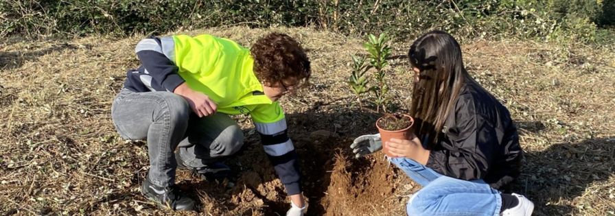 Plantação em Oliveira de Azeméis
