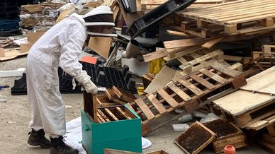 Des ruches vivantes dans une benne
