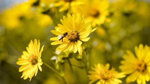 Nahaufnahme einer Silphie-Pflanze, auf deren gelben Blüten eine Biene sitzt.