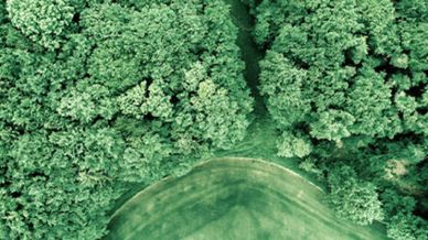 Picture of the junction between a green forest and a green field